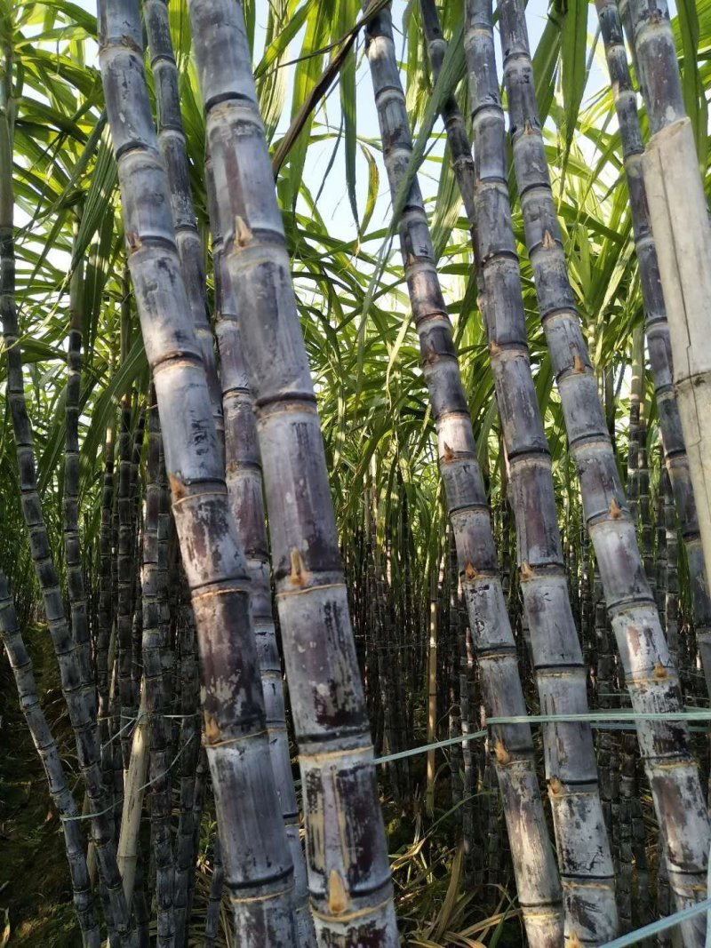 玉林黑皮甘蔗大量上市