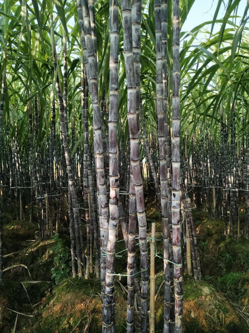 玉林黑皮甘蔗大量上市