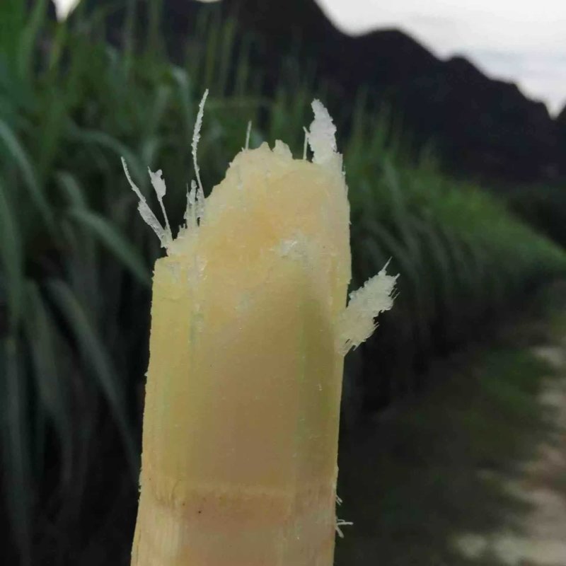 玉林黑皮甘蔗大量上市