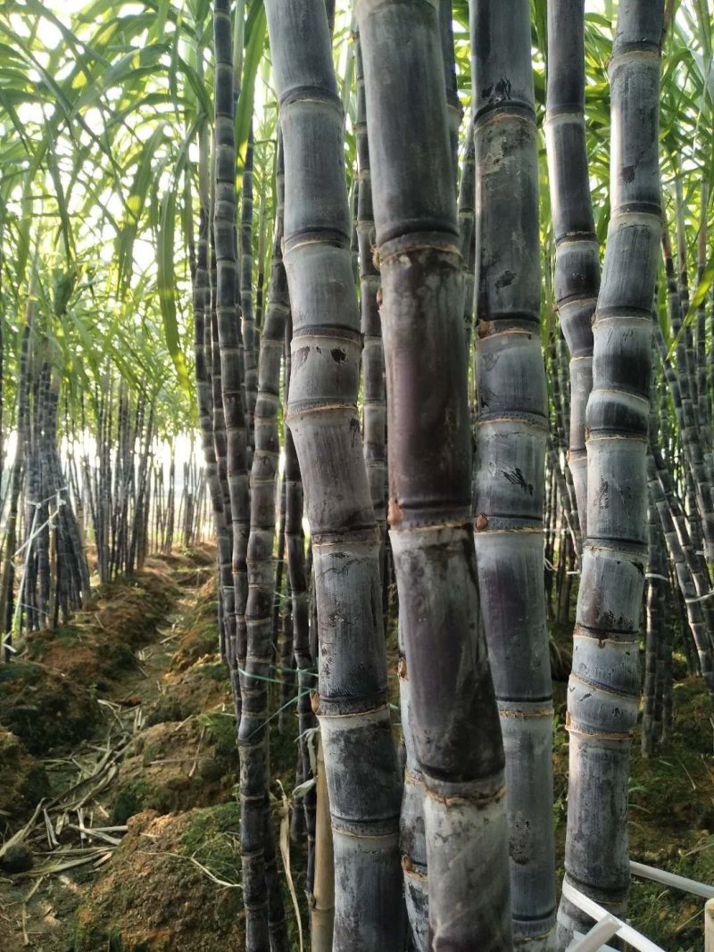 玉林黑皮甘蔗大量上市