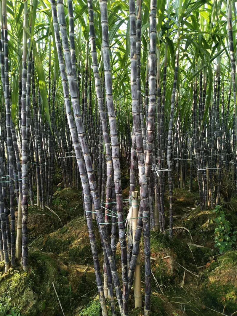 玉林黑皮甘蔗大量上市