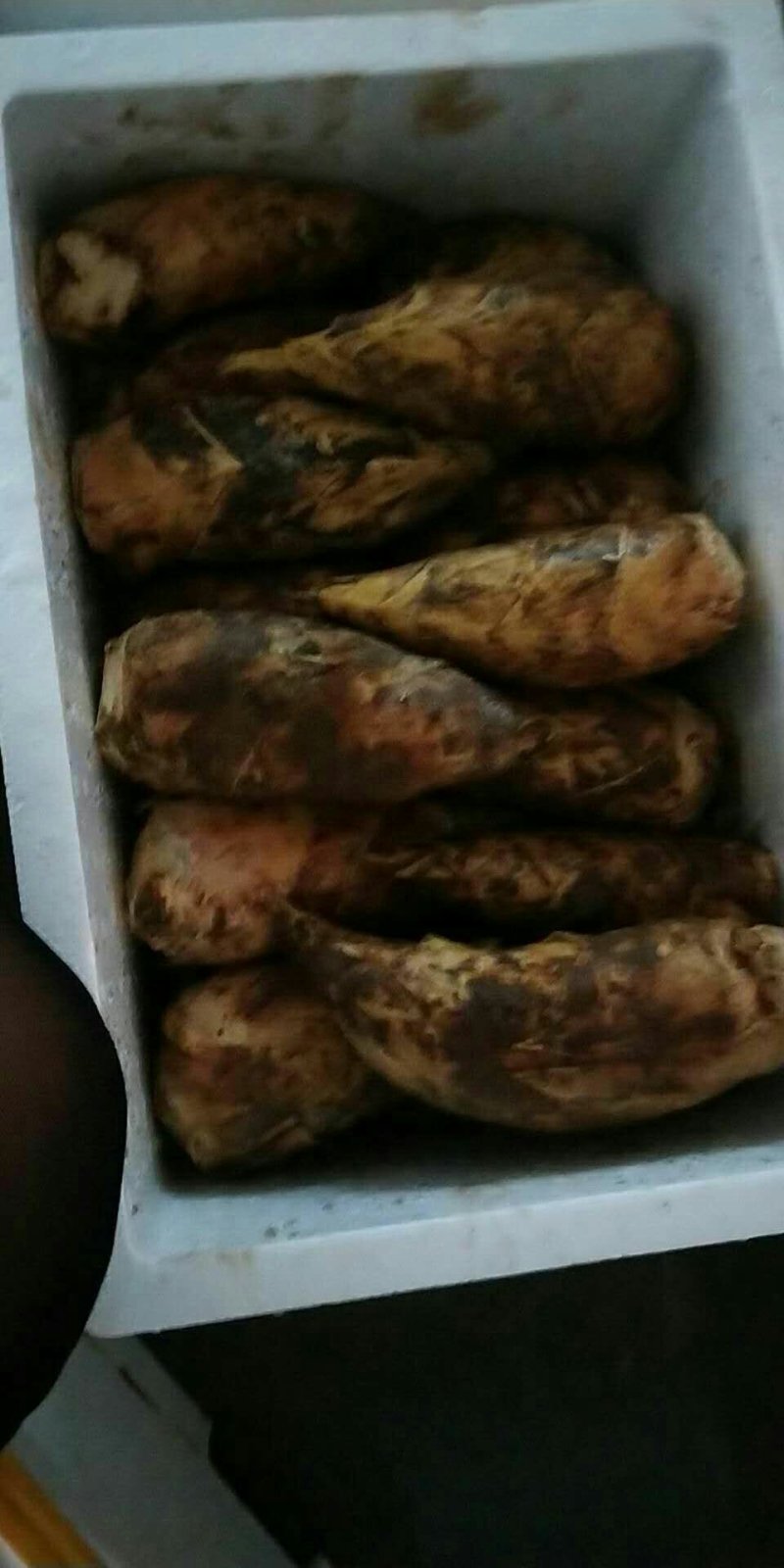 三两以上，新鲜冬笋，各种规格笋肉