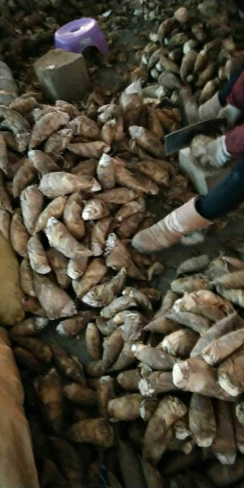 三两以上，新鲜冬笋，各种规格笋肉