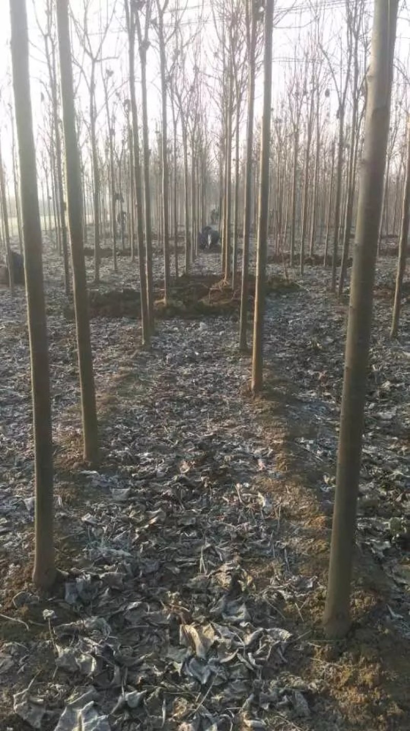 精品楸树3到35公分，速生楸树，原生老楸树！
