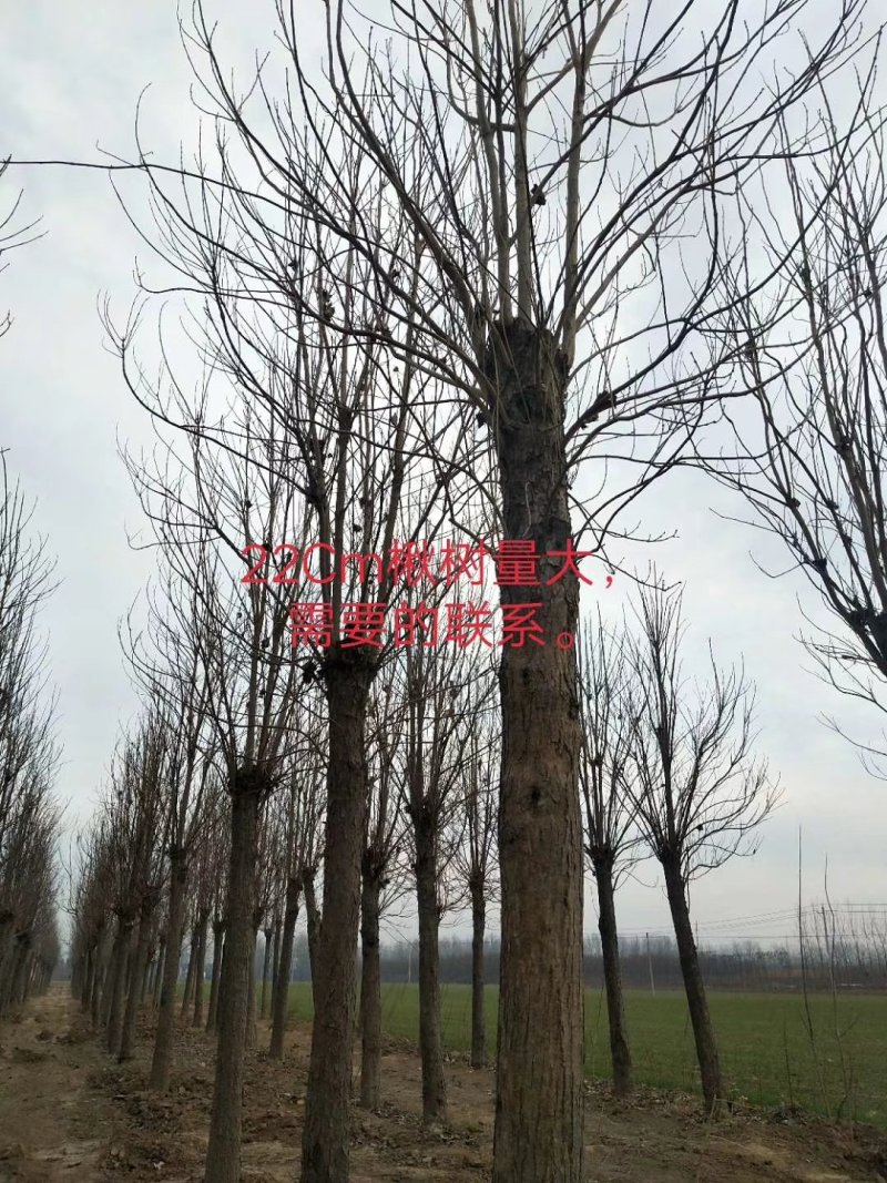 精品楸树3到35公分，速生楸树，原生老楸树！