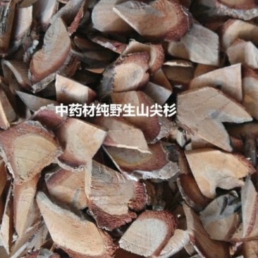 三尖杉根无硫净货保正品批发零售各种中药材