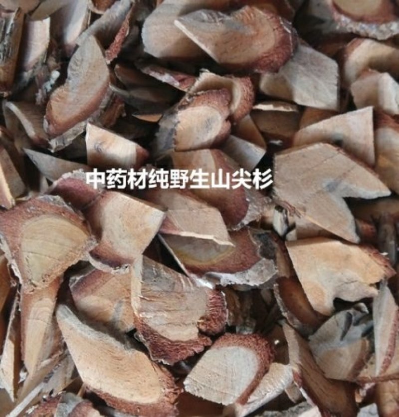 三尖杉根无硫净货保正品批发零售各种中药材