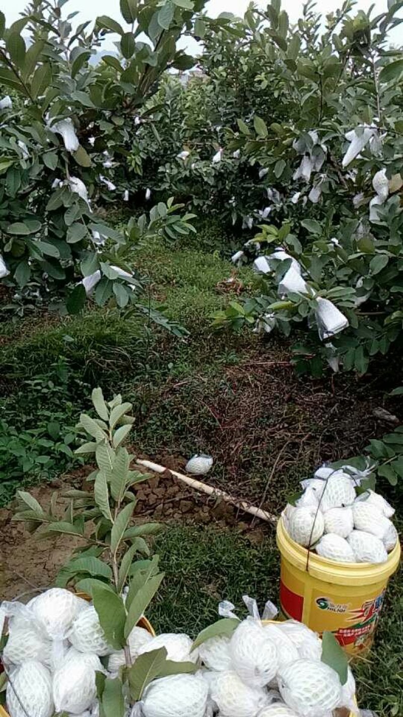 广西番石榴大量上市价格便宜