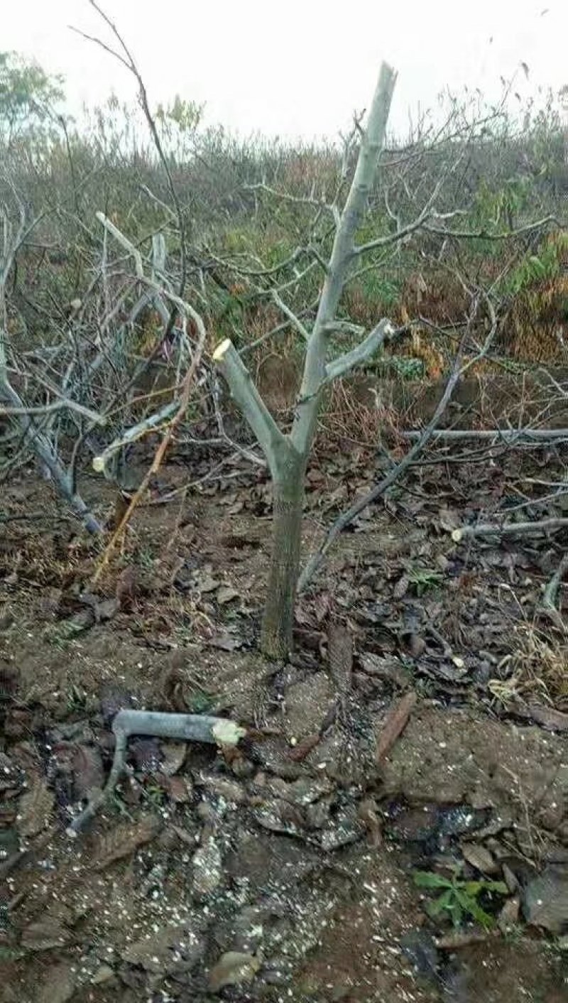 各种占地果树