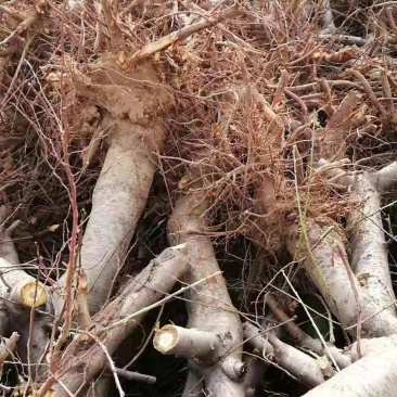 各种占地果树