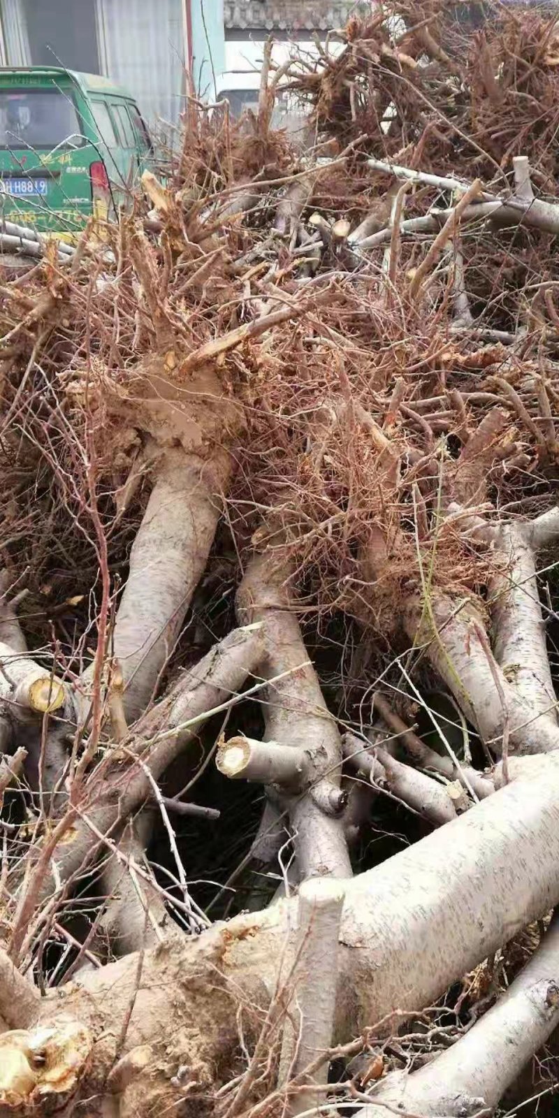 各种占地果树