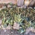 见血清