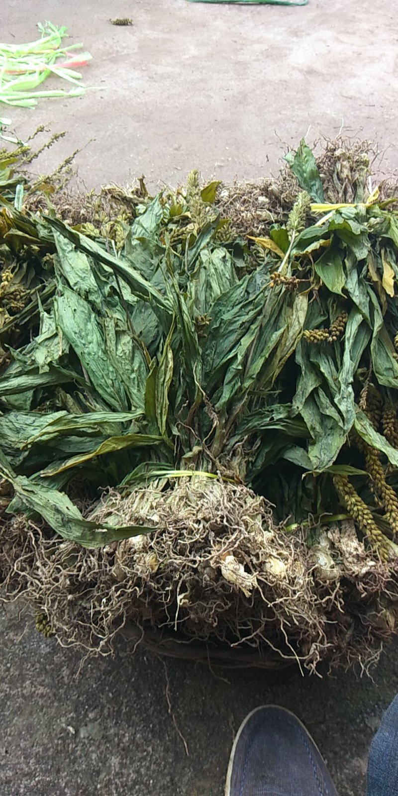 见血清