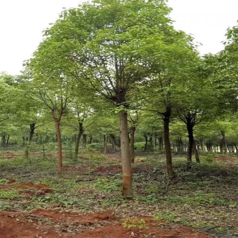 香樟