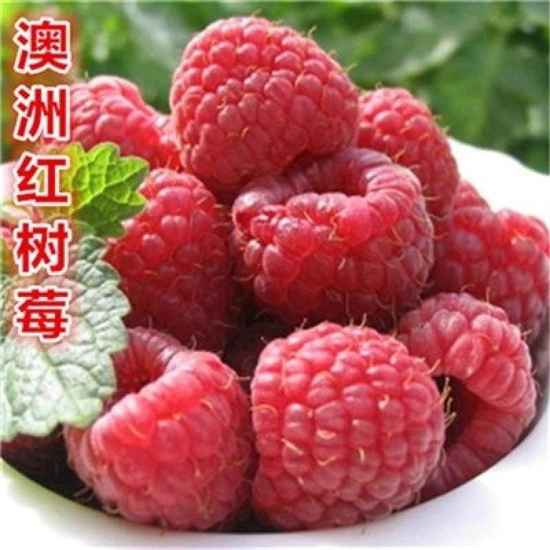 桑树