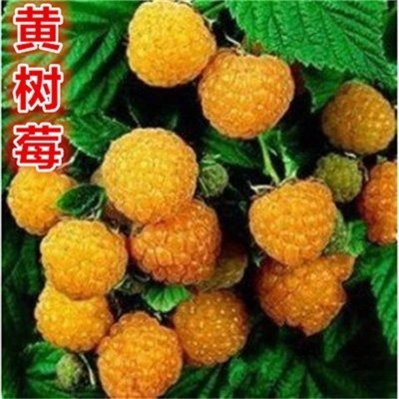 桑树