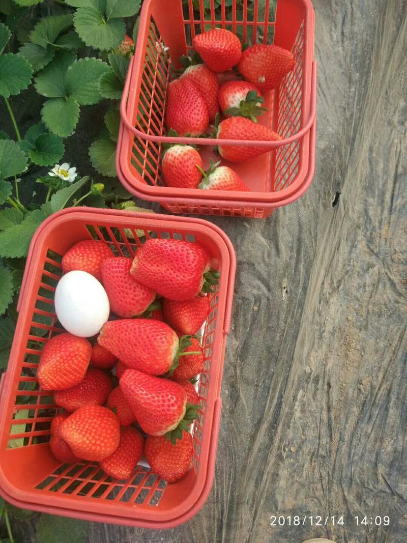 天仙醉贵妃宁玉草莓苗【一级脱毒】免费提供技术保证品种纯度