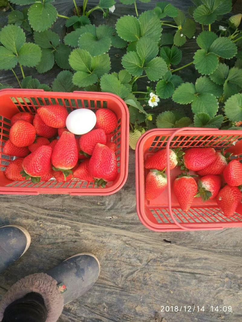 天仙醉贵妃宁玉草莓苗【一级脱毒】免费提供技术保证品种纯度