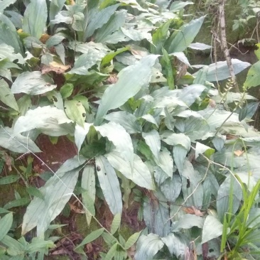 虾脊兰