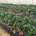 法兰帝草莓苗一年苗免费提供技术支持实地考察