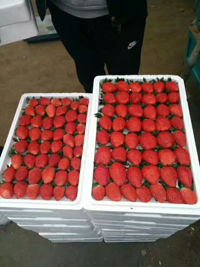 脱毒妙香7号产地直供精品矮壮苗免费提供技术支持。