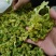 花菜干，2022年现货，新货上市，脱水蔬菜，烘干花菜
