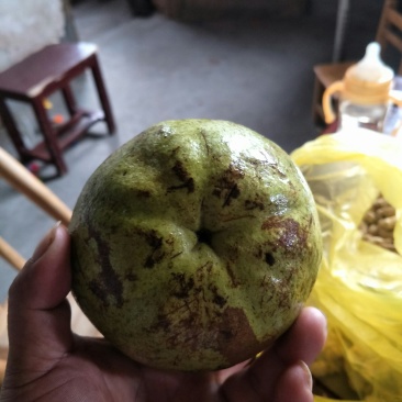 高产嫁接大果红花油茶开红花结大果稀有品种
