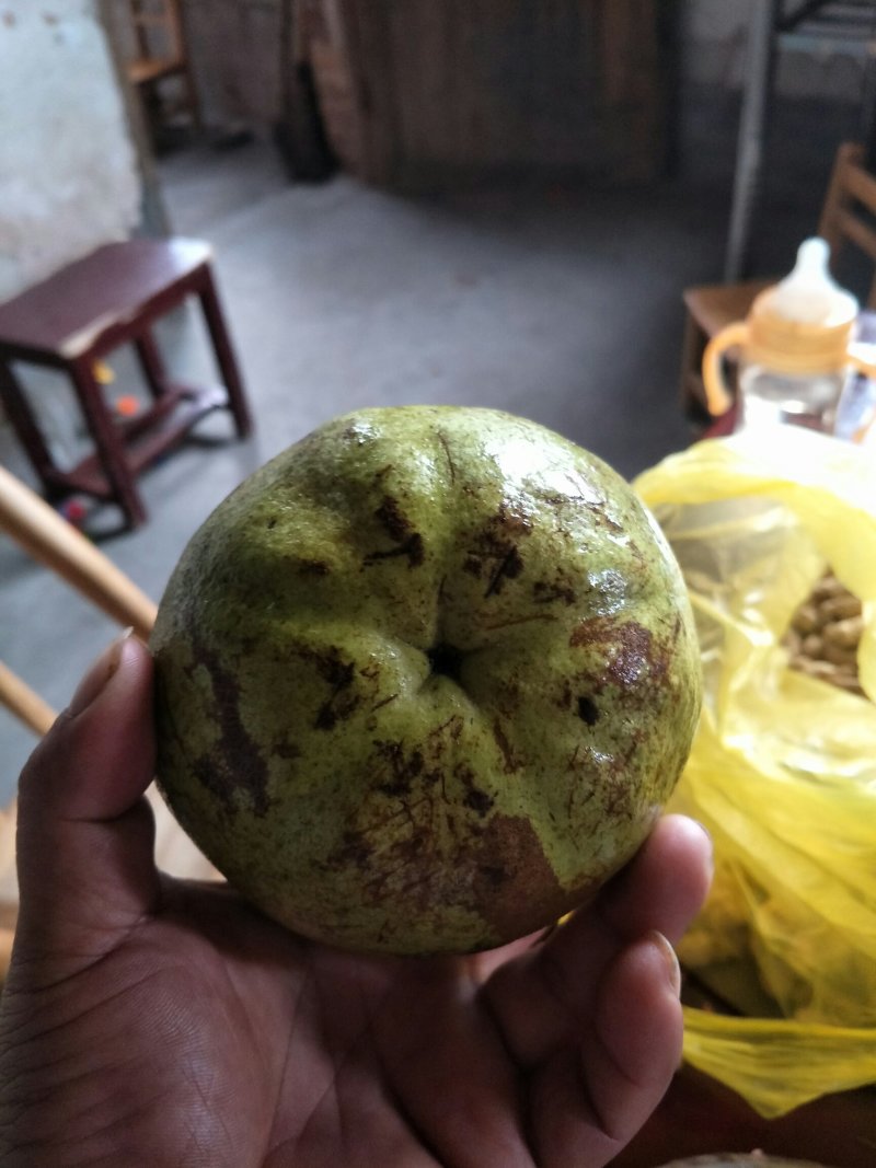 高产嫁接大果红花油茶开红花结大果稀有品种