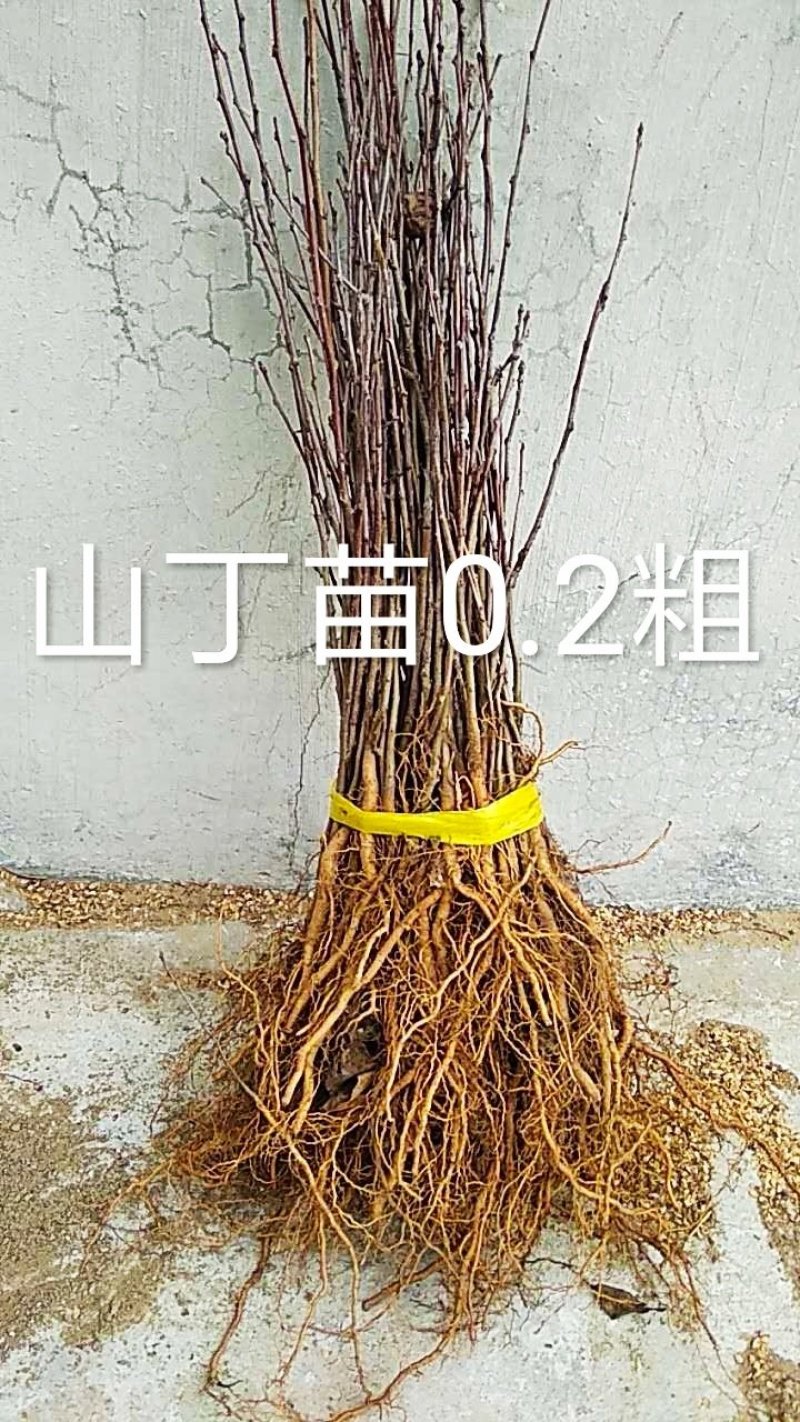 山丁子苗，嫁接苹果苗和绿化苗的砧木耐寒性强。耐酸碱。
