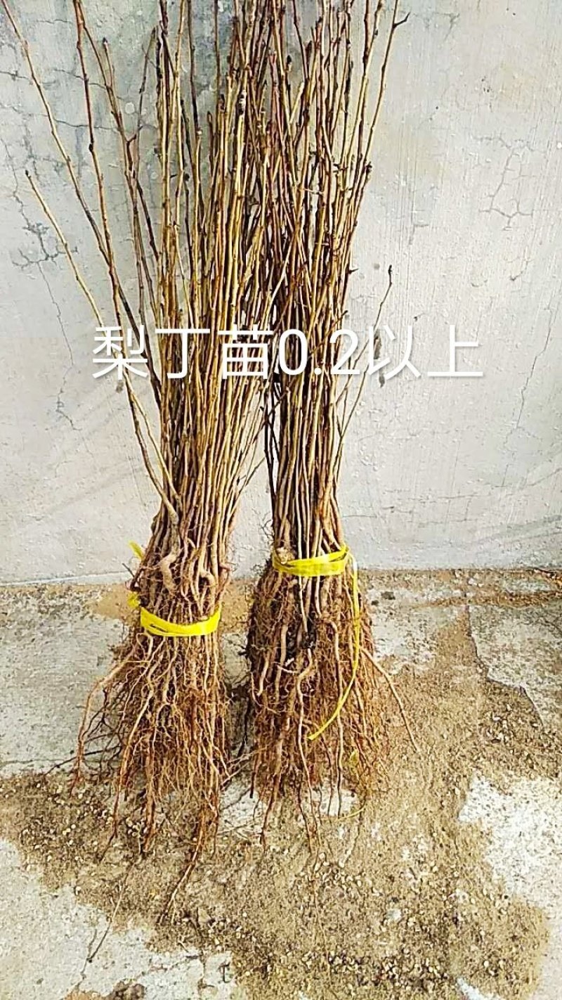 山丁子苗，嫁接苹果苗和绿化苗的砧木耐寒性强。耐酸碱。