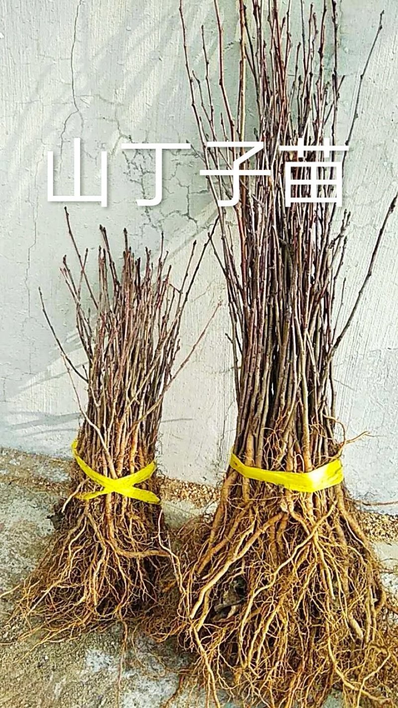 山丁子苗，嫁接苹果苗和绿化苗的砧木耐寒性强。耐酸碱。