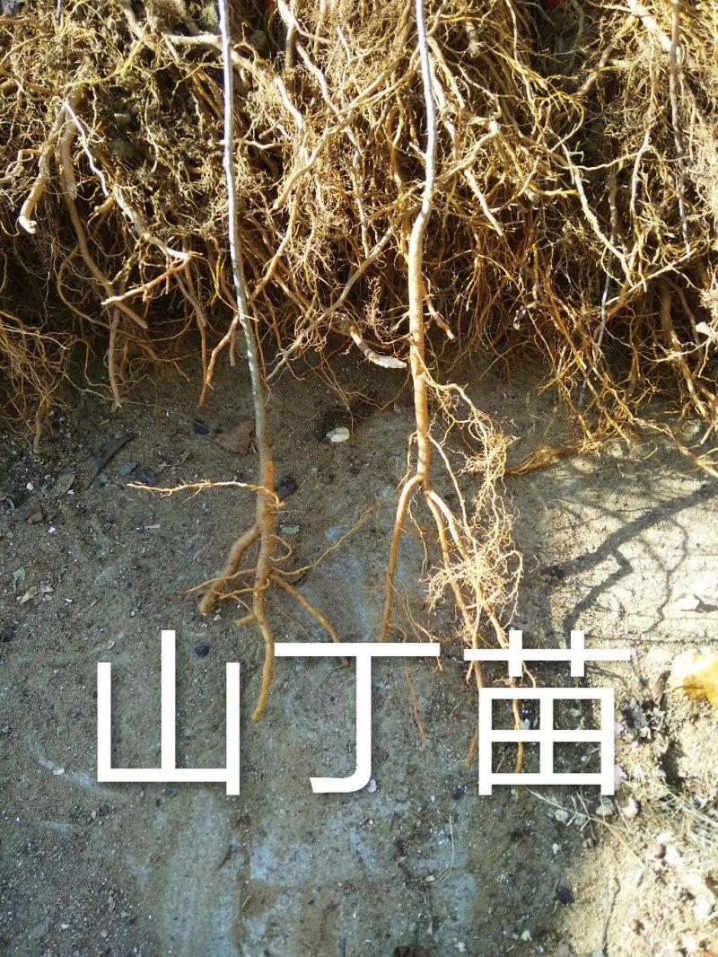 山丁子苗，嫁接苹果苗和绿化苗的砧木耐寒性强。耐酸碱。