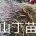 山丁子苗，嫁接苹果苗和绿化苗的砧木耐寒性强。耐酸碱。