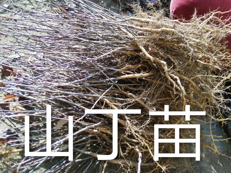 山丁子苗，嫁接苹果苗和绿化苗的砧木耐寒性强。耐酸碱。