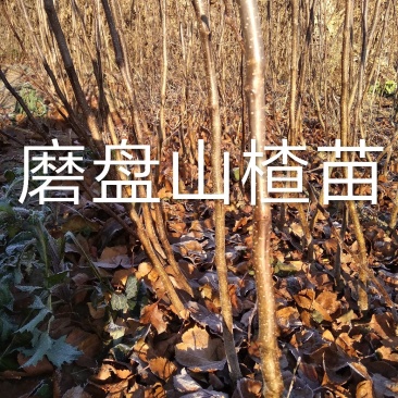 山楂苗，大磨盘山楂苗，嫁接成品苗，栽植一个月死苗免费补发