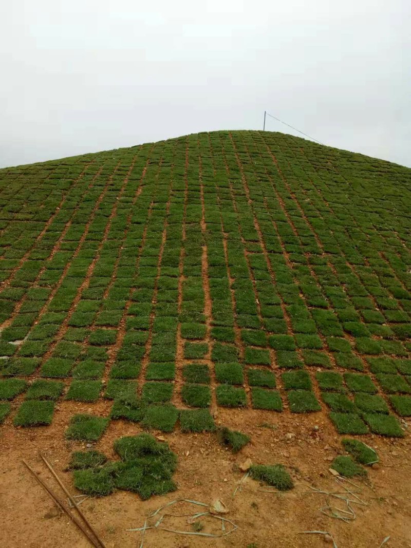 草皮