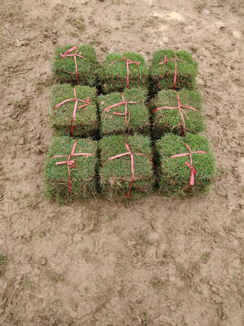 草皮