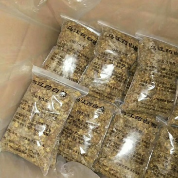 乌江药白菊(贡菊)(杭白菊)