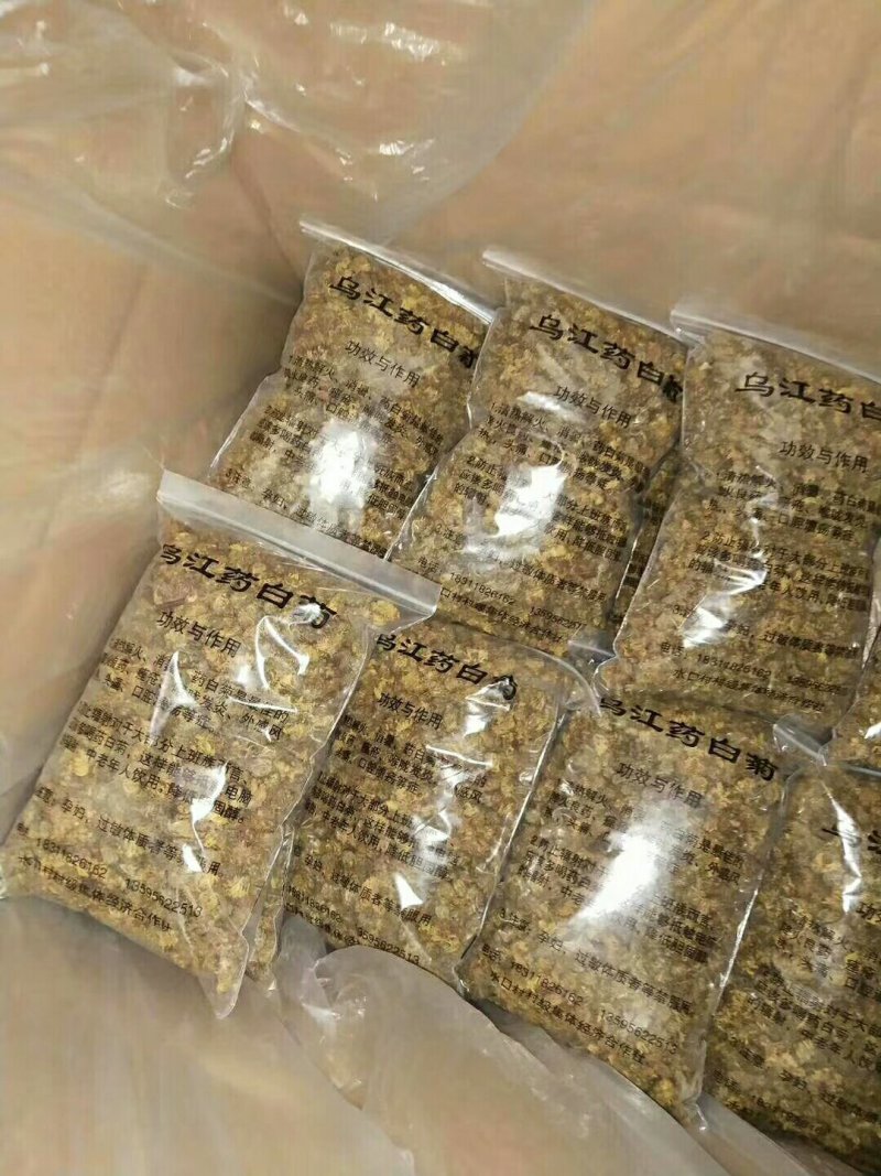乌江药白菊(贡菊)(杭白菊)