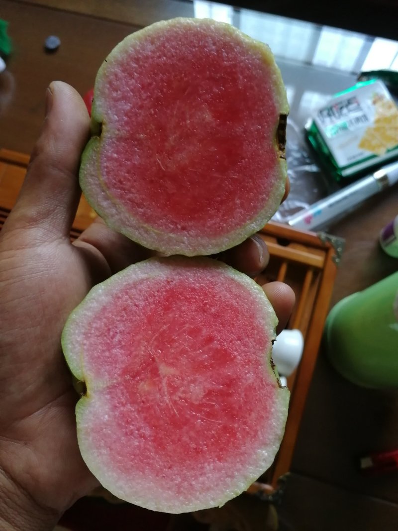 红宝石少籽芭乐苗（杯苗）