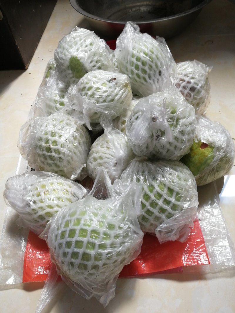 红宝石少籽芭乐苗（杯苗）