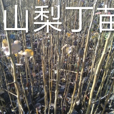 山梨丁苗，嫁接各种梨树苗用的砧木，耐寒性强，耐酸碱，根系