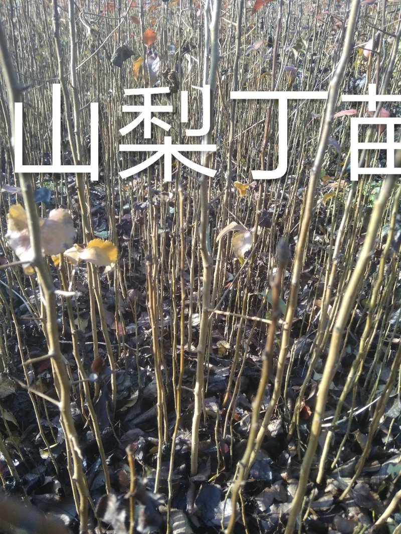山梨丁苗，嫁接各种梨树苗用的砧木，耐寒性强，耐酸碱，根系