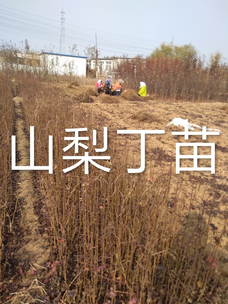 山梨丁苗，嫁接各种梨树苗用的砧木，耐寒性强，耐酸碱，根系