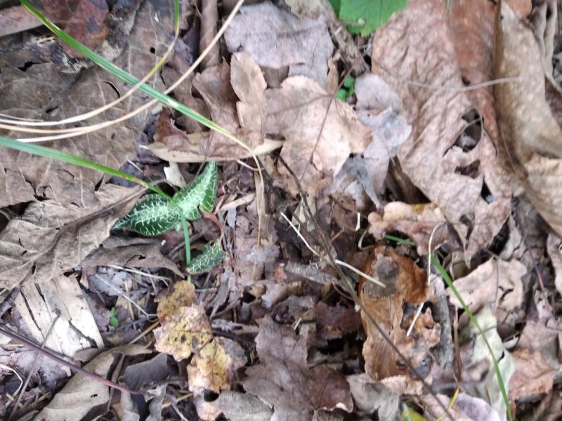 中药全草类金线莲大山深森纯野生