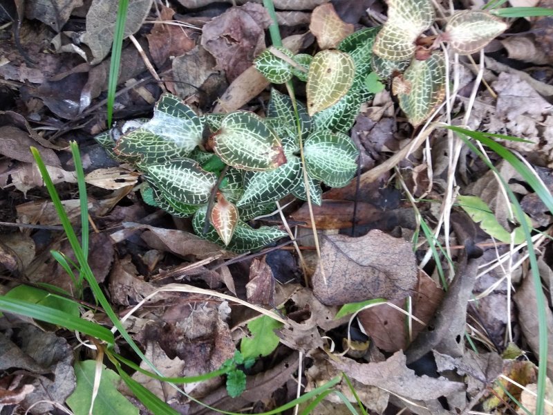 中药全草类金线莲大山深森纯野生