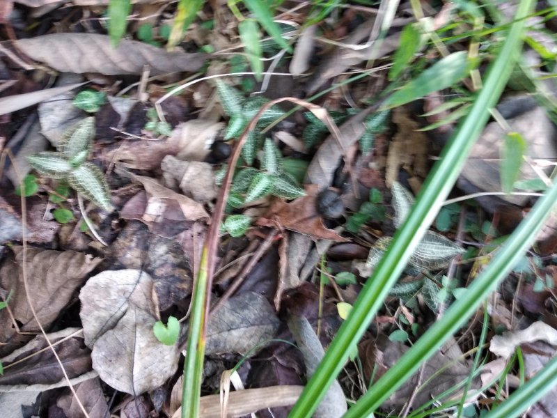 中药全草类金线莲大山深森纯野生