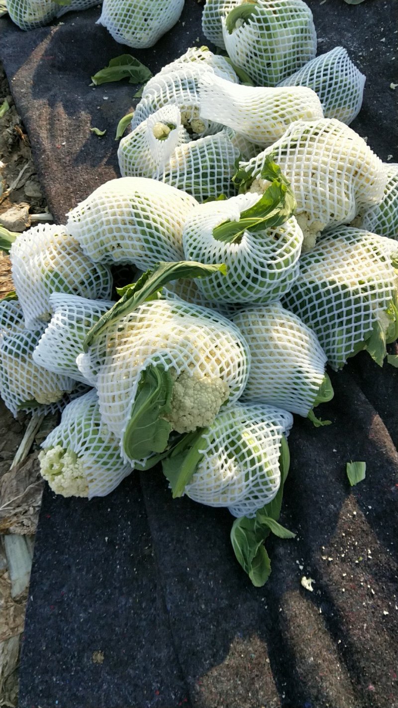 有机散花