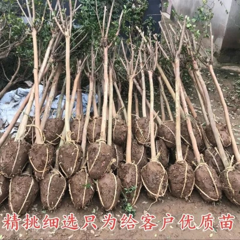 紫薇