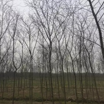 榉树